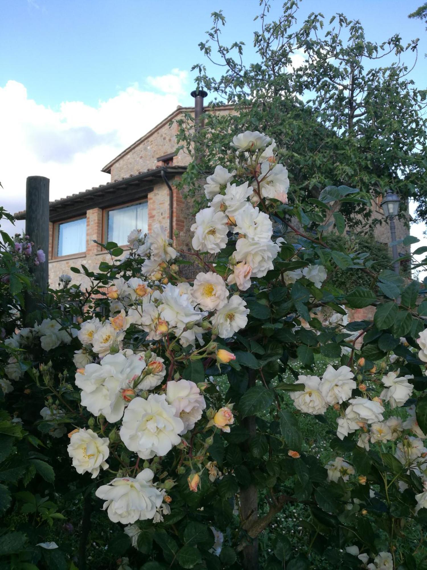 Agriturismo Cornieto Monteleone dʼOrvieto Exterior foto